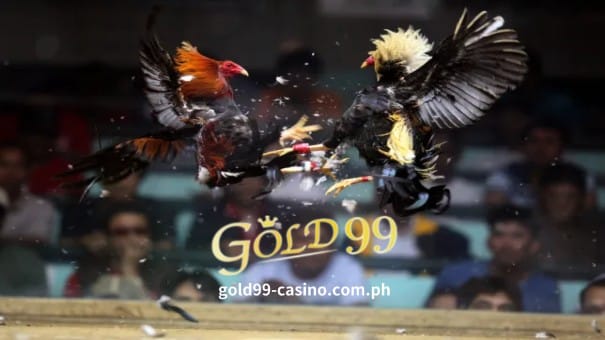Gold99 Online Casino-Sabong 1